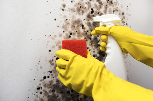 Best White Mold Remediation in Shorewood, WI