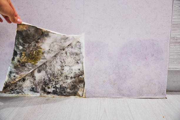 Best Industrial Mold Remediation in Shorewood, WI